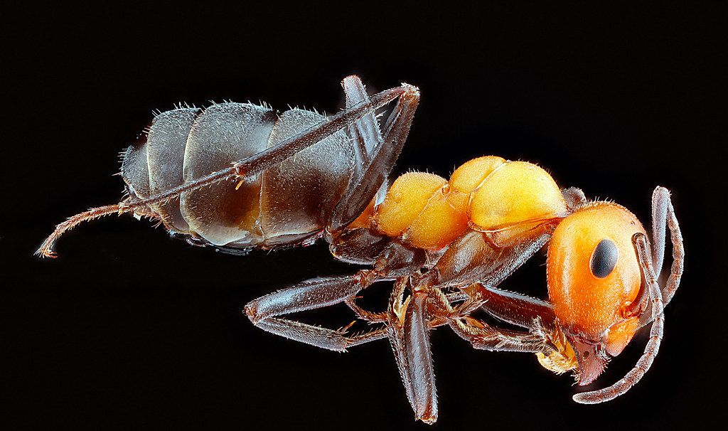 Ant Control service in Hoffman Estates, IL