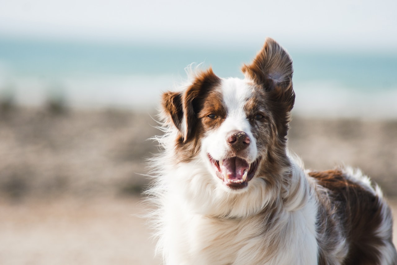 Flea & Tick Control service in Hoffman Estates, IL