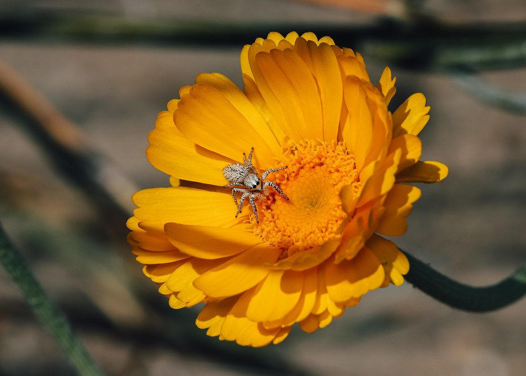Spider Control service in Hoffman Estates, IL
